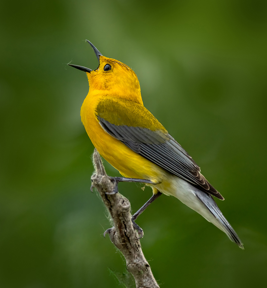 Prothonotary warbler-07719-Edit.jpg