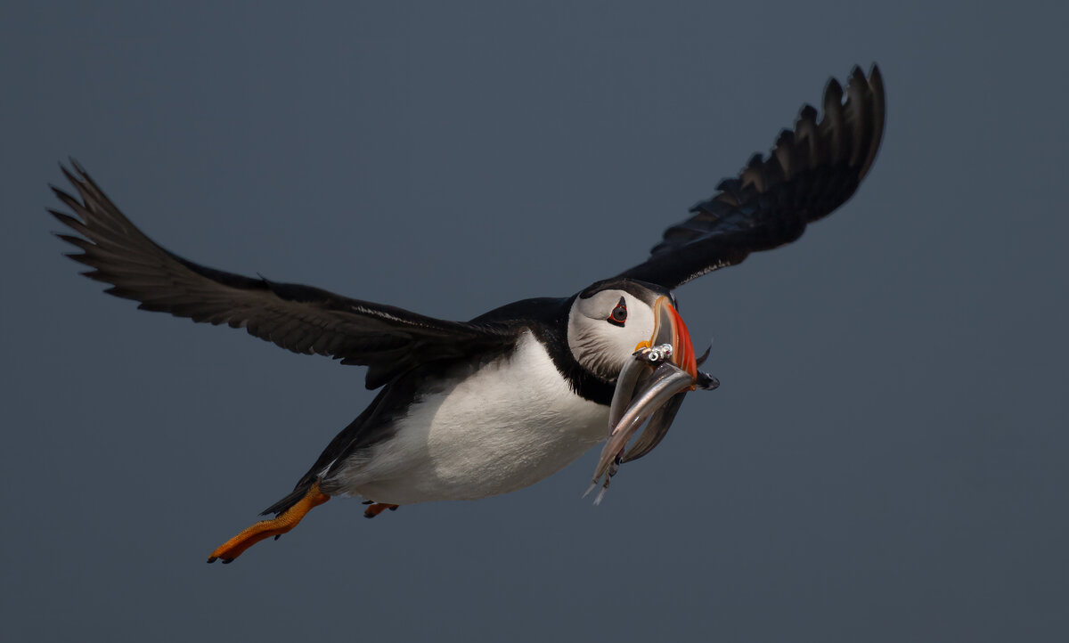 Puffin and fish6.jpg