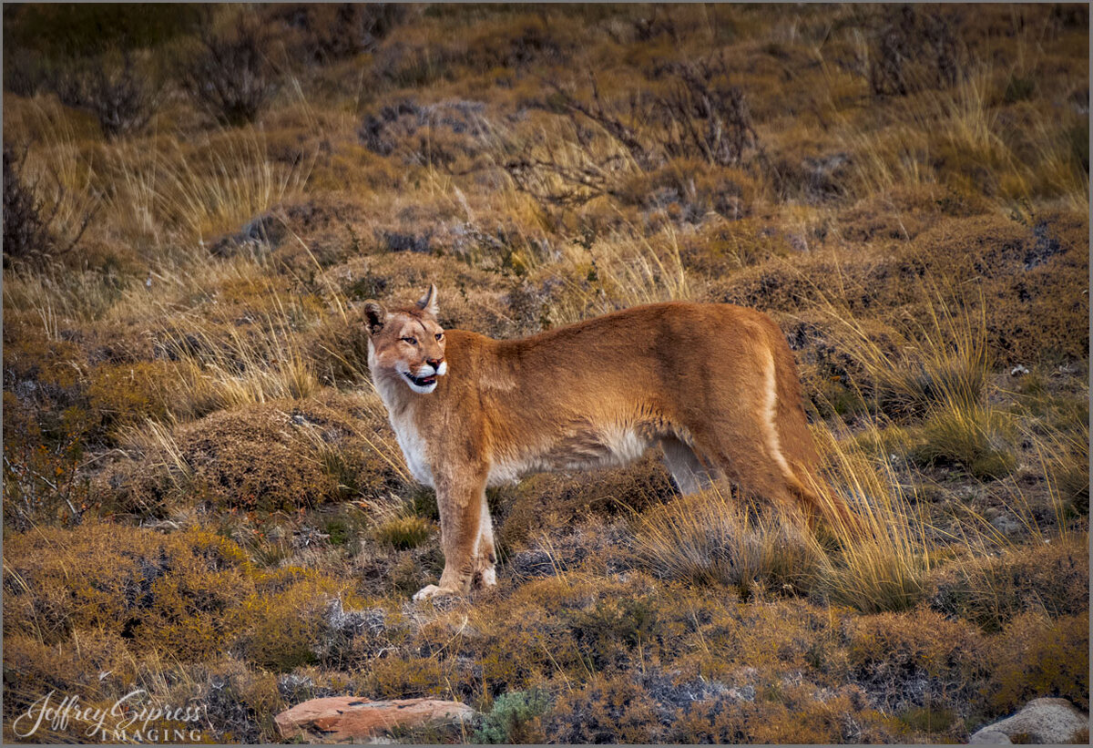 puma1.jpg
