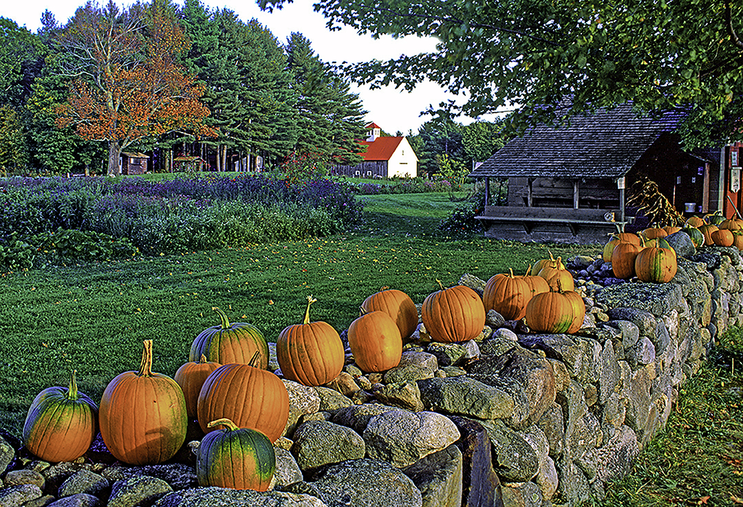 Pumpkins on a wall.jpg