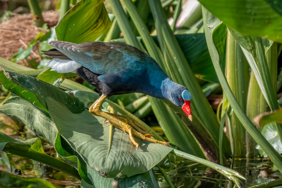 Purple gallinule-04561-Edit.jpg