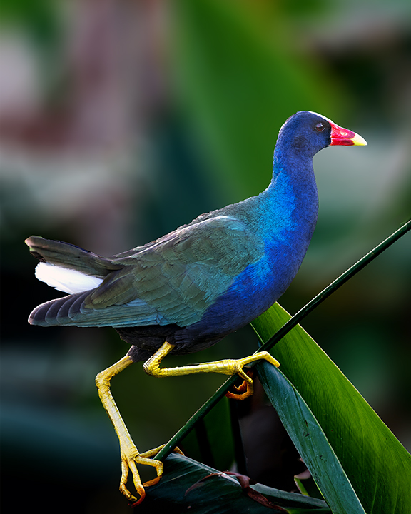 Purple Gallinule III.jpg