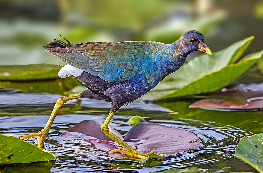 Purple gallinule.jpg