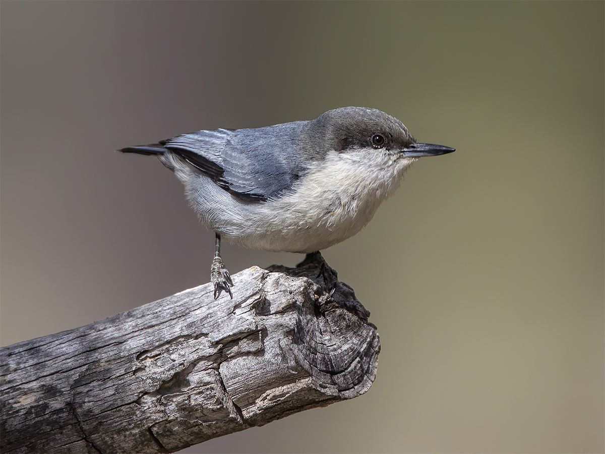 Pygmy Nuthatch.jpg