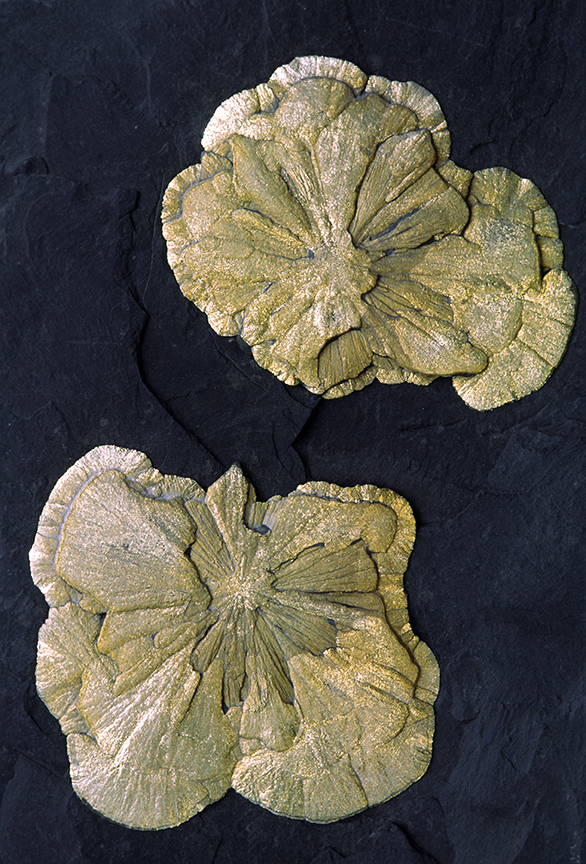 Pyrite in shale II.jpg