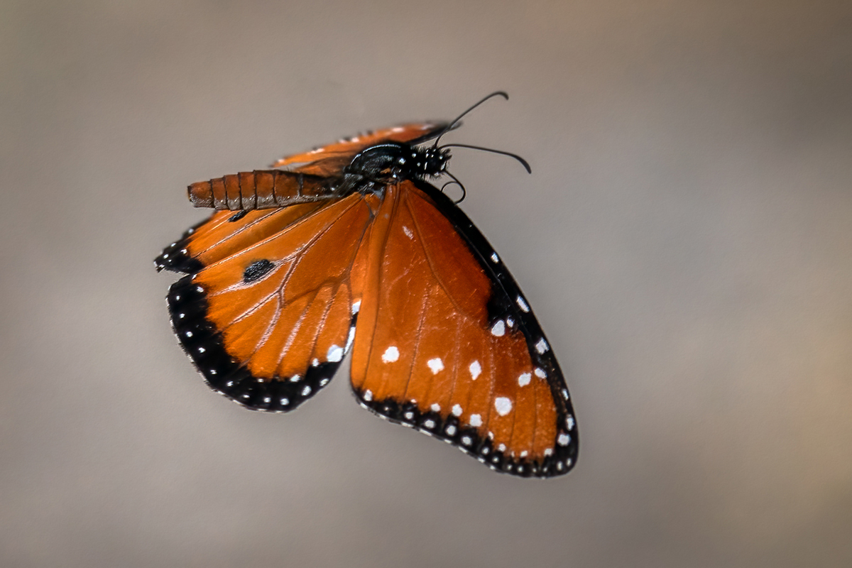 Queen Butterfly-1609-Edit.jpg