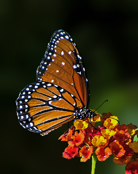 Queen Butterfly IV.jpg
