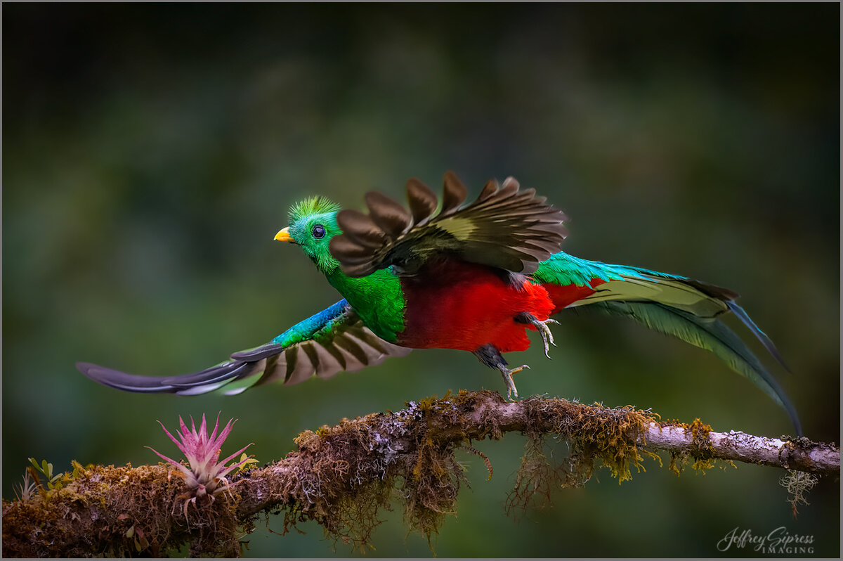 quetzal3.jpg