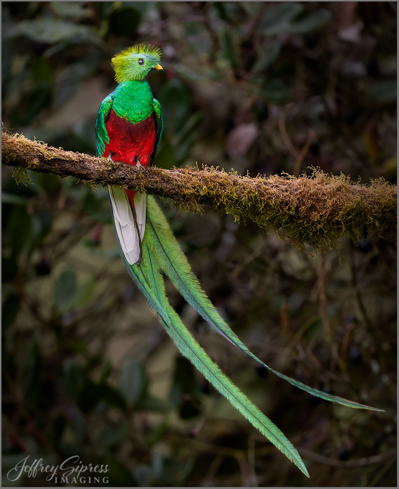 quetzel4.jpg