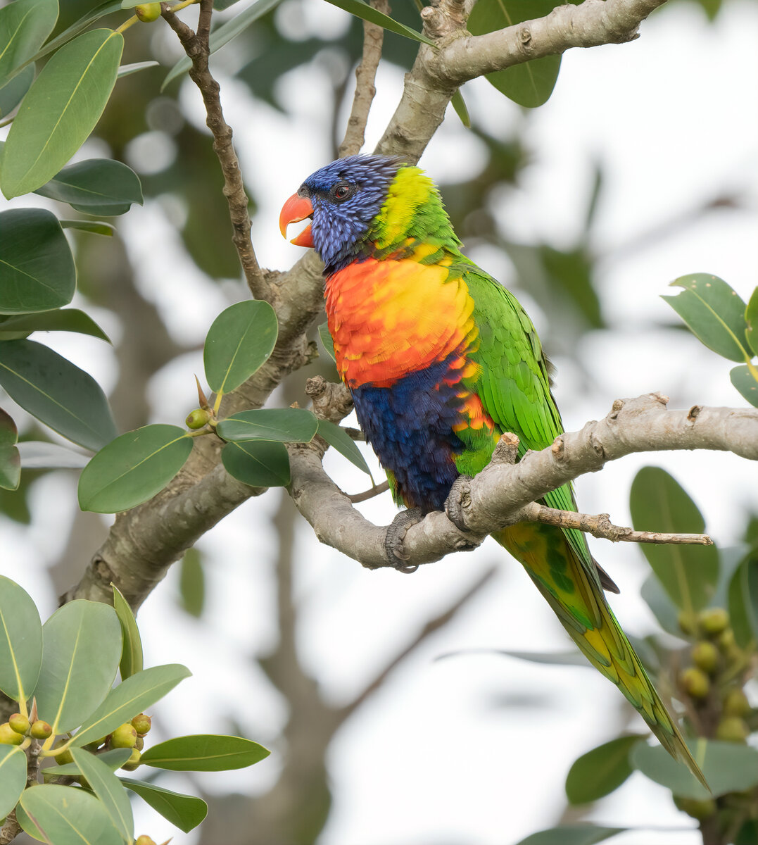 Rainbow Lorikeet.jpg