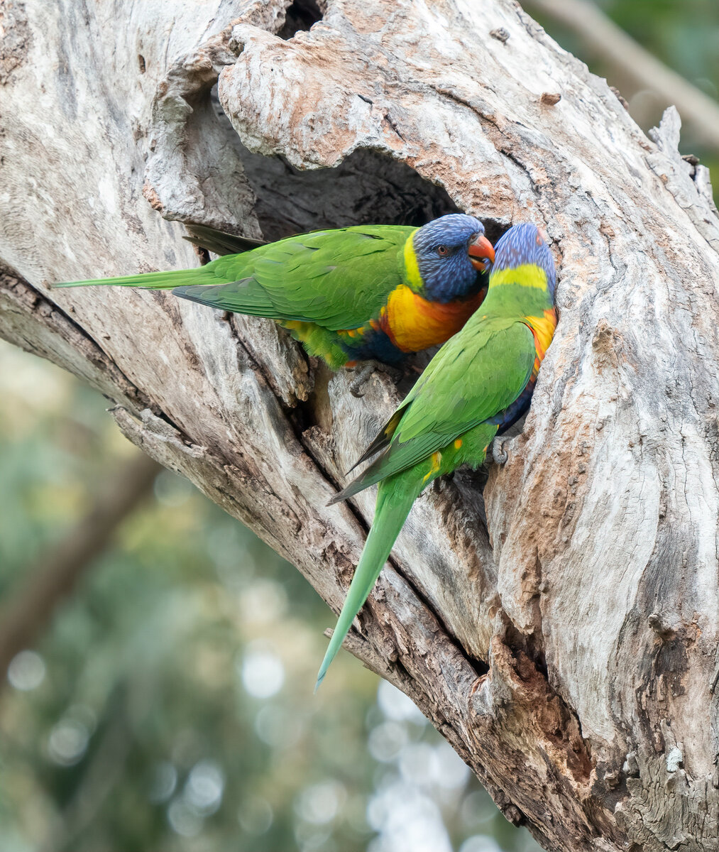 Rainbow Lorikeets 1.jpg