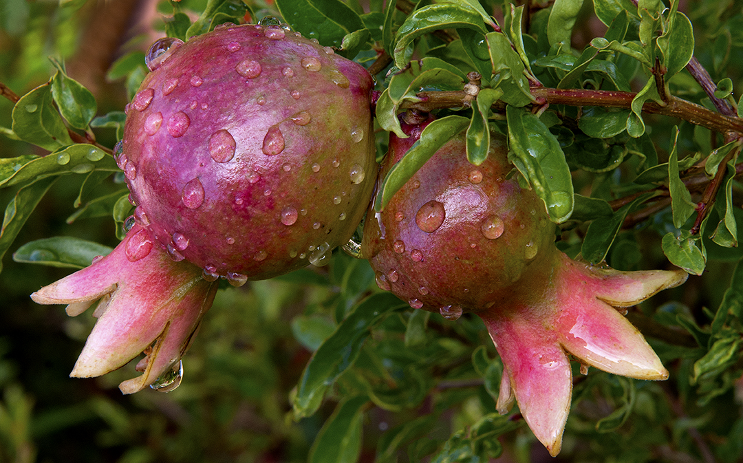 Raindrops on pomegranate.jpg