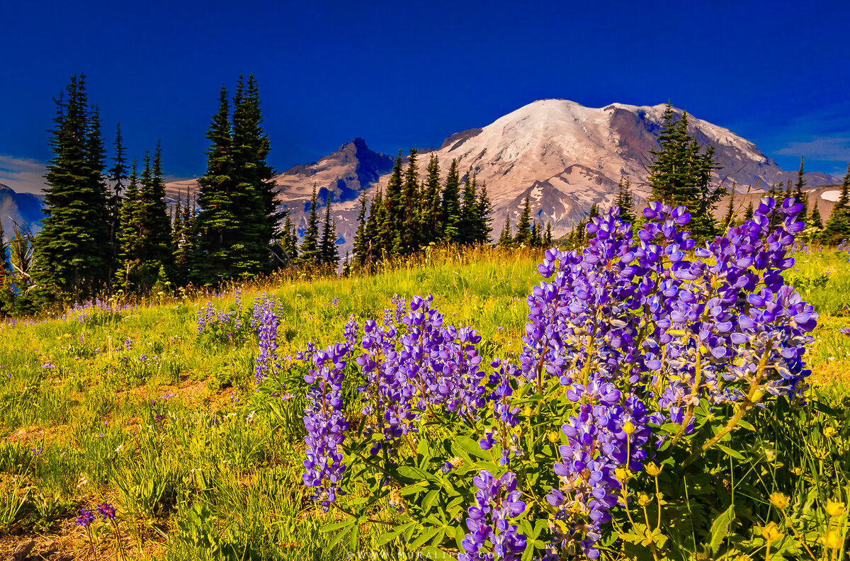 Broadleaf Lupines along Sourdough Ridge Trail