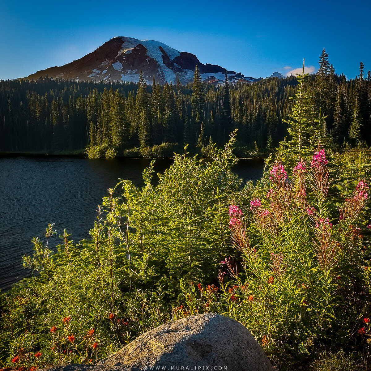 Rainier Wildflowers-10.jpg