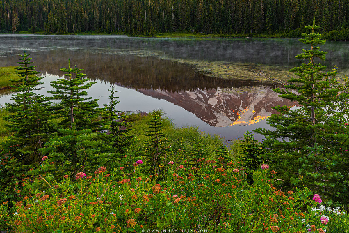 Rainier Wildflowers-11.jpg