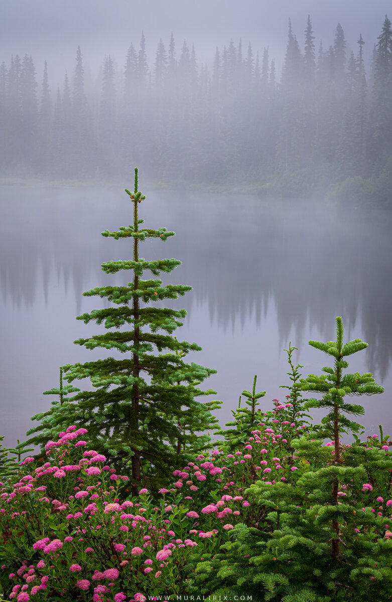 Rainier Wildflowers-12.jpg
