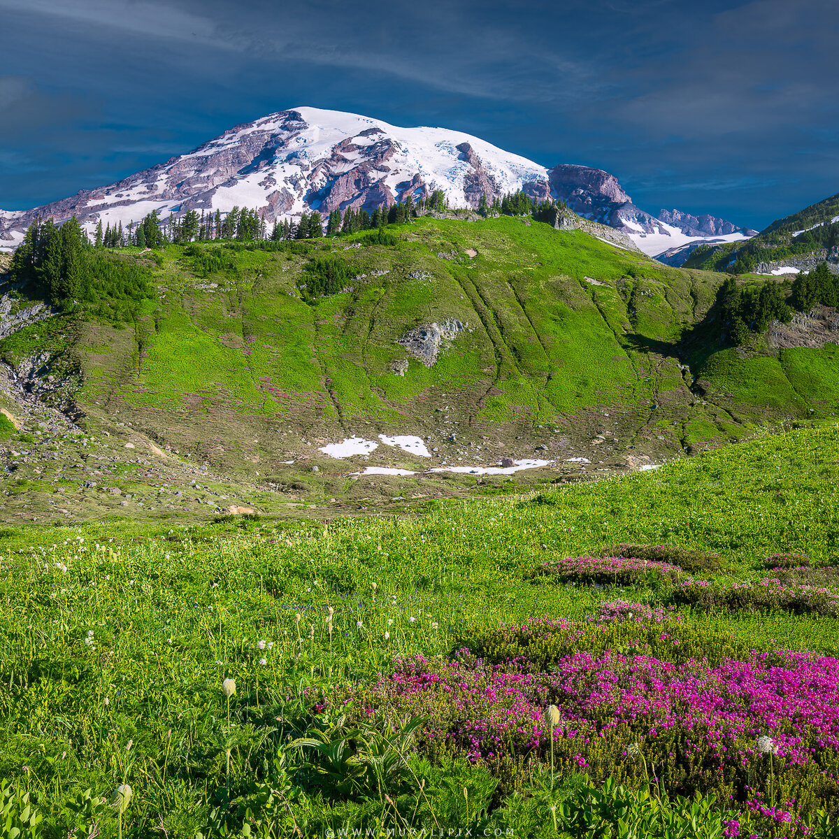 Rainier Wildflowers-14.jpg