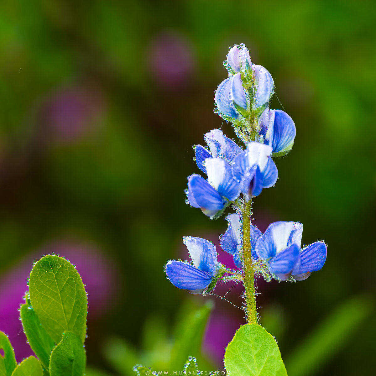 Rainier Wildflowers-17.jpg