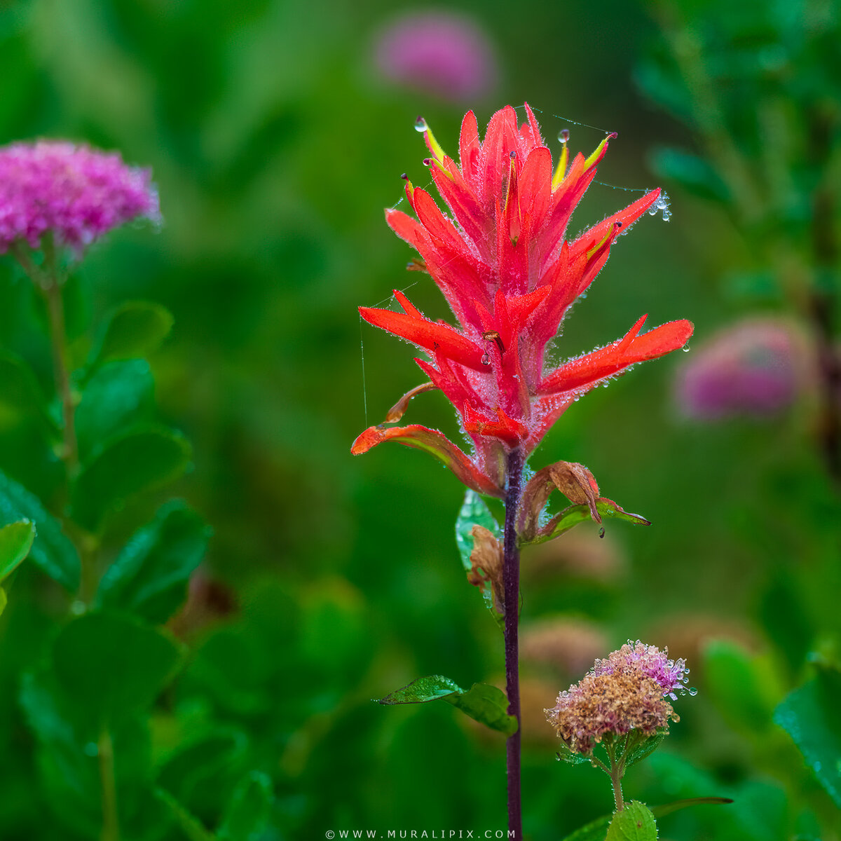 Rainier Wildflowers-18.jpg