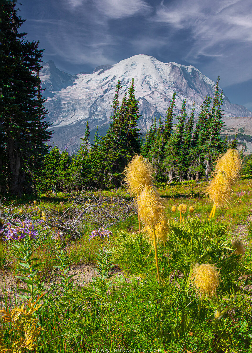 Rainier Wildflowers-2.jpg