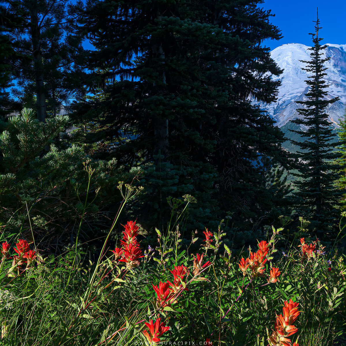 Rainier Wildflowers-5.jpg