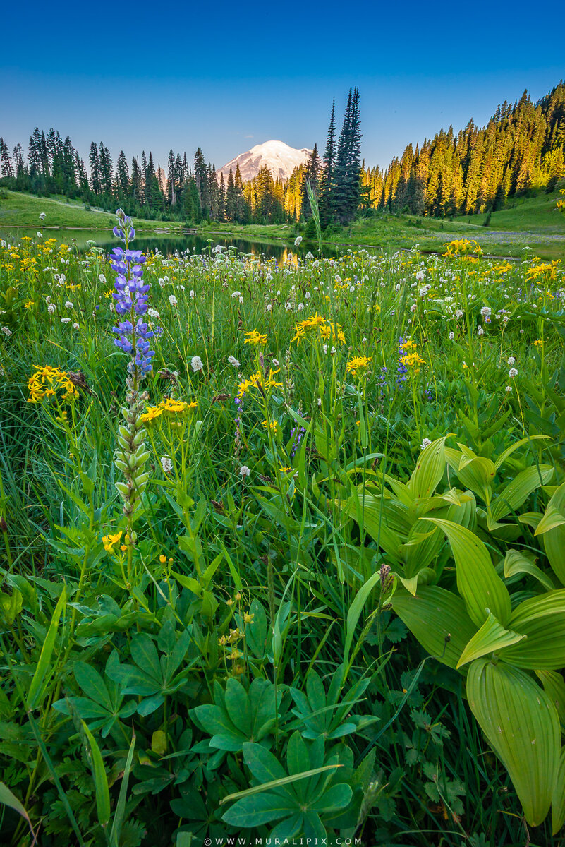 Rainier Wildflowers-6.jpg