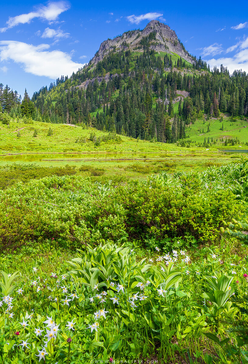 Rainier Wildflowers-8.jpg