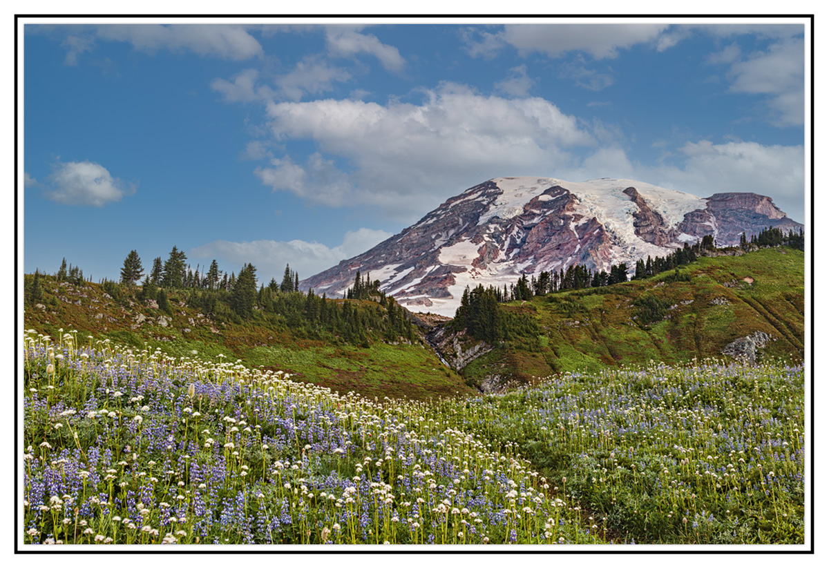 Rainier Wildflowers.jpg