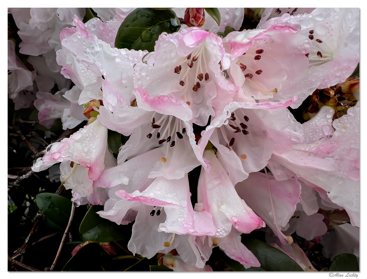 RainyRhodies.jpg