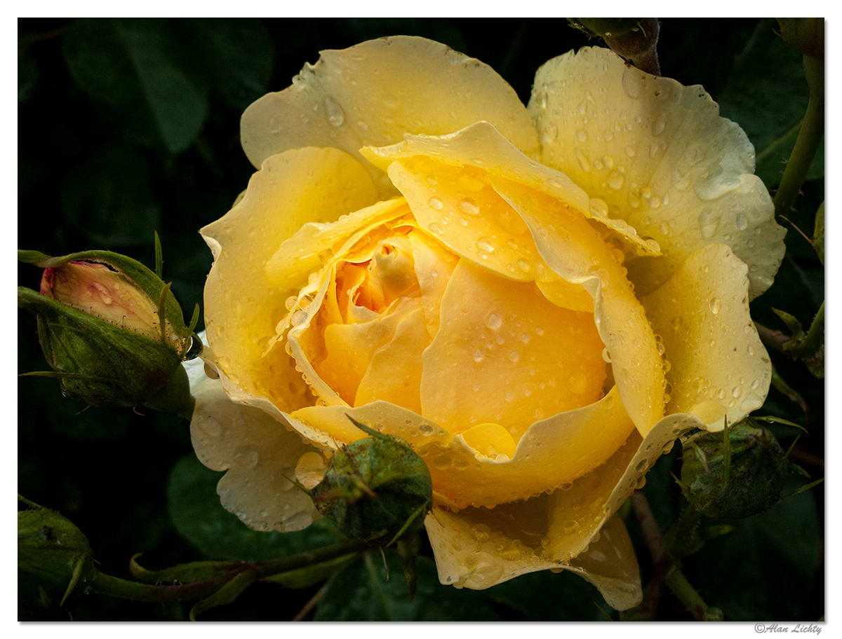 RainyRoses2.jpg