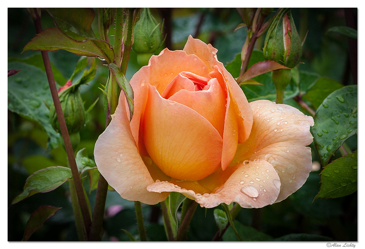 RainyRoses5.jpg