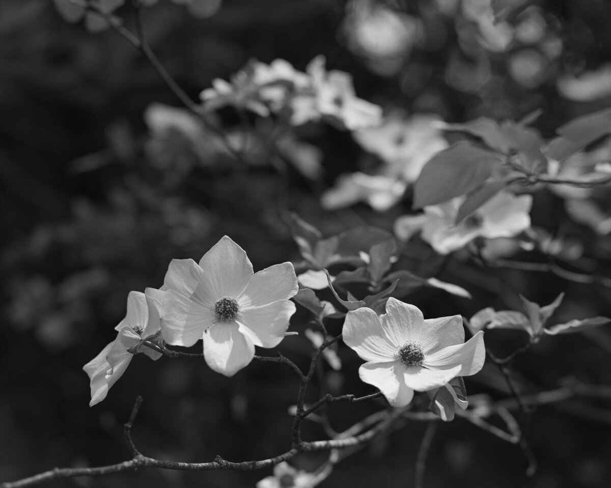 RB67_190508_026w.jpg