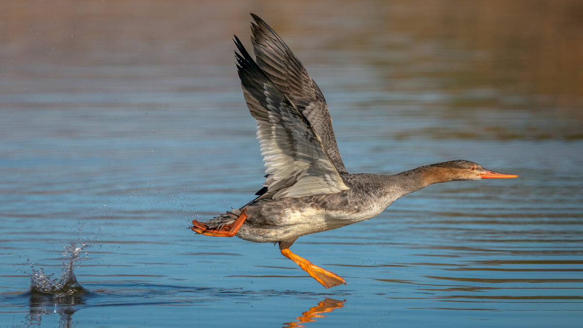 Red-breasted merganser-9438-Edit-Edit.jpg
