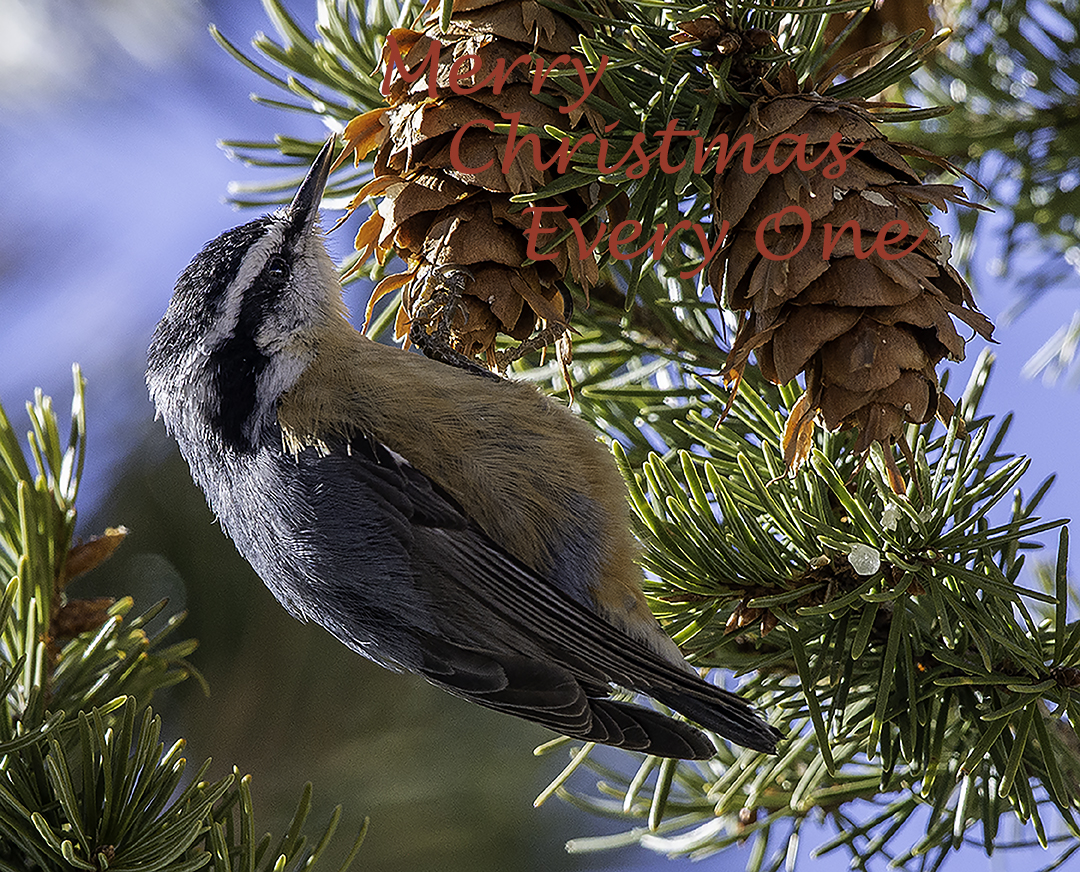 Red-Breasted Nuthatch merry christmas.jpg