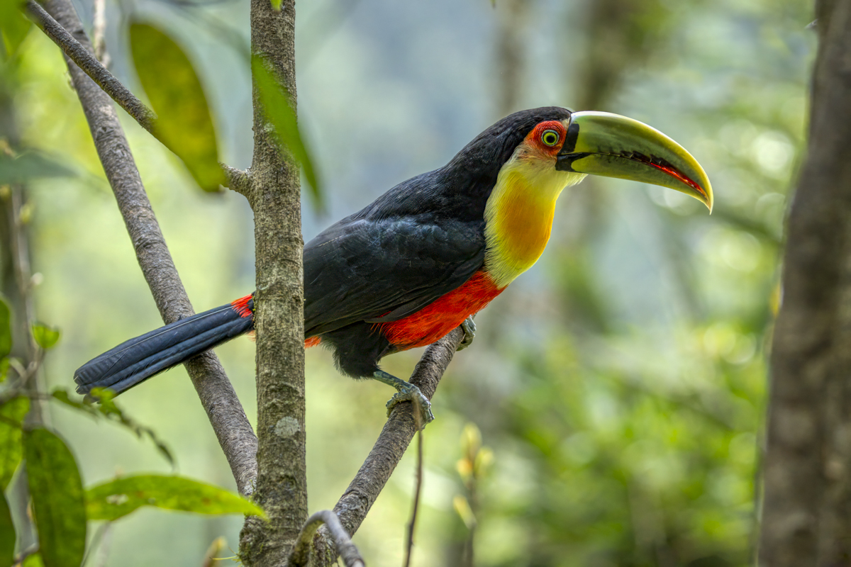 Red-breasted Toucan-09985-Edit-2.jpg