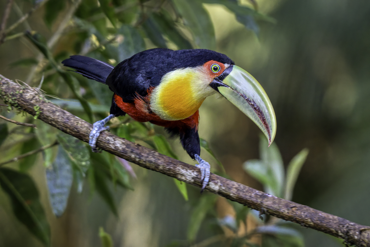 Red-breasted Toucan-.jpg