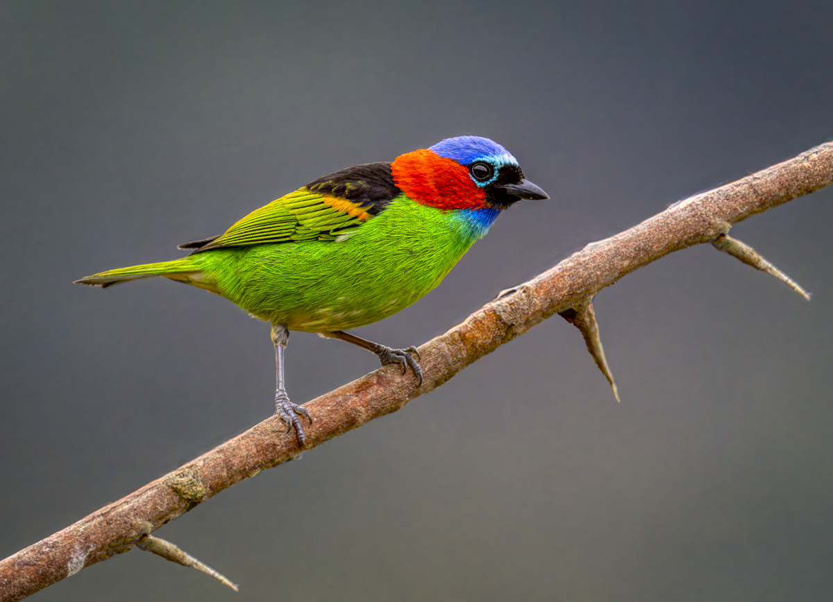 Red-necked Tanager-03106-Edit.jpg