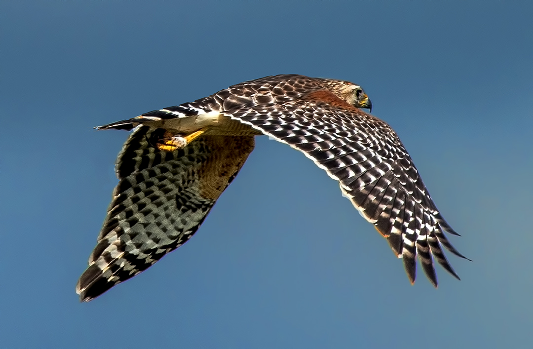 Red-shouldered Hawk (1 of 1)-3.jpg