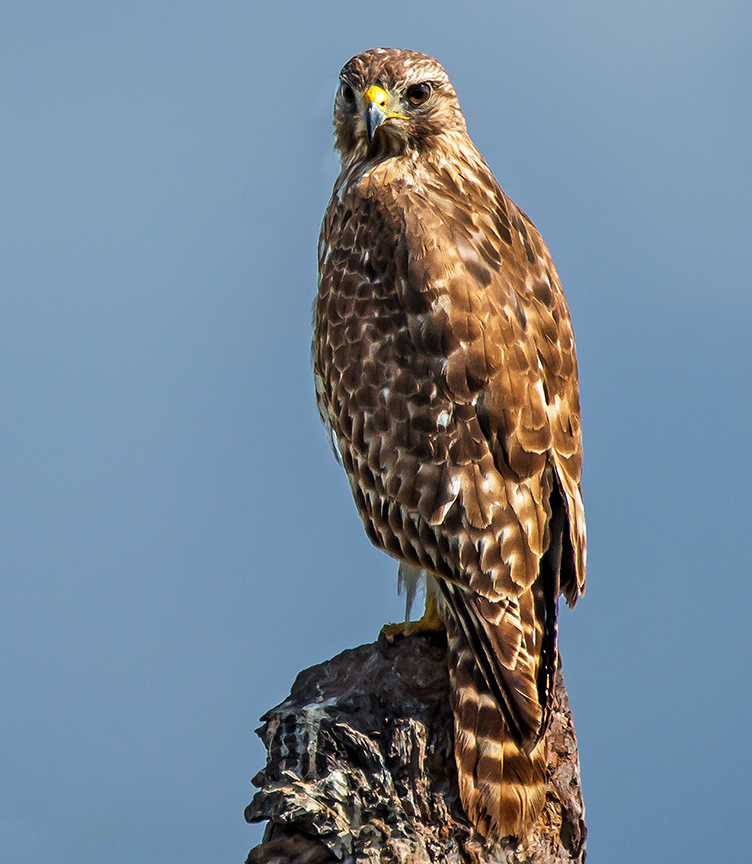 Red-shouldered Hawk.jpg