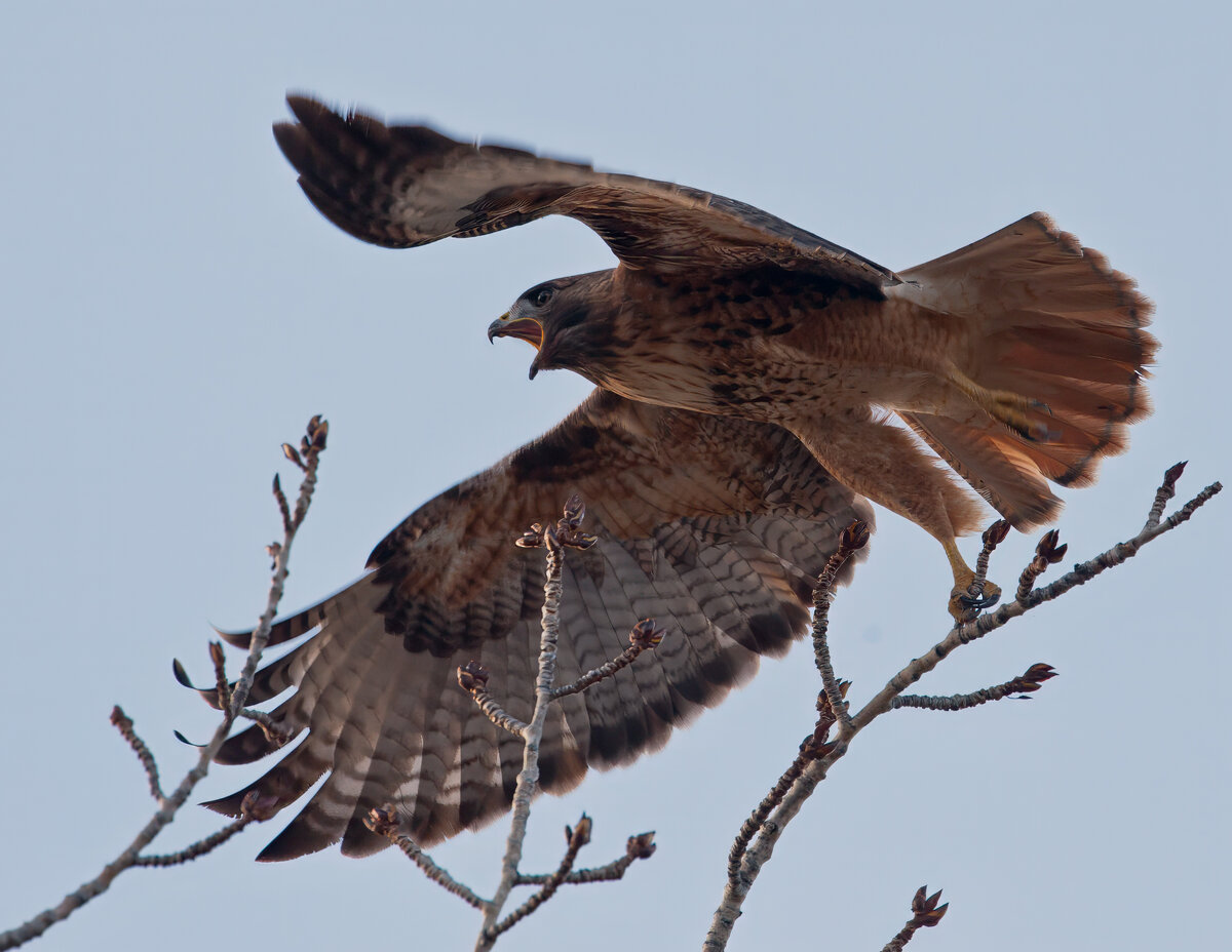 red tail hawk.jpg