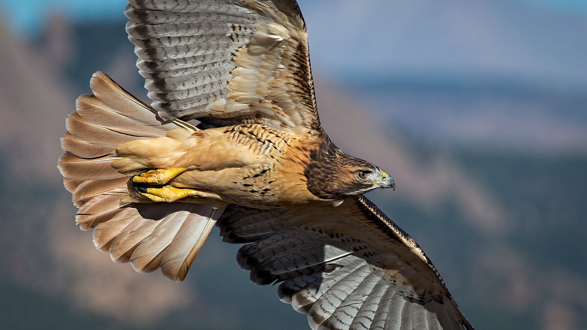 Red-tailed Hawk.jpg