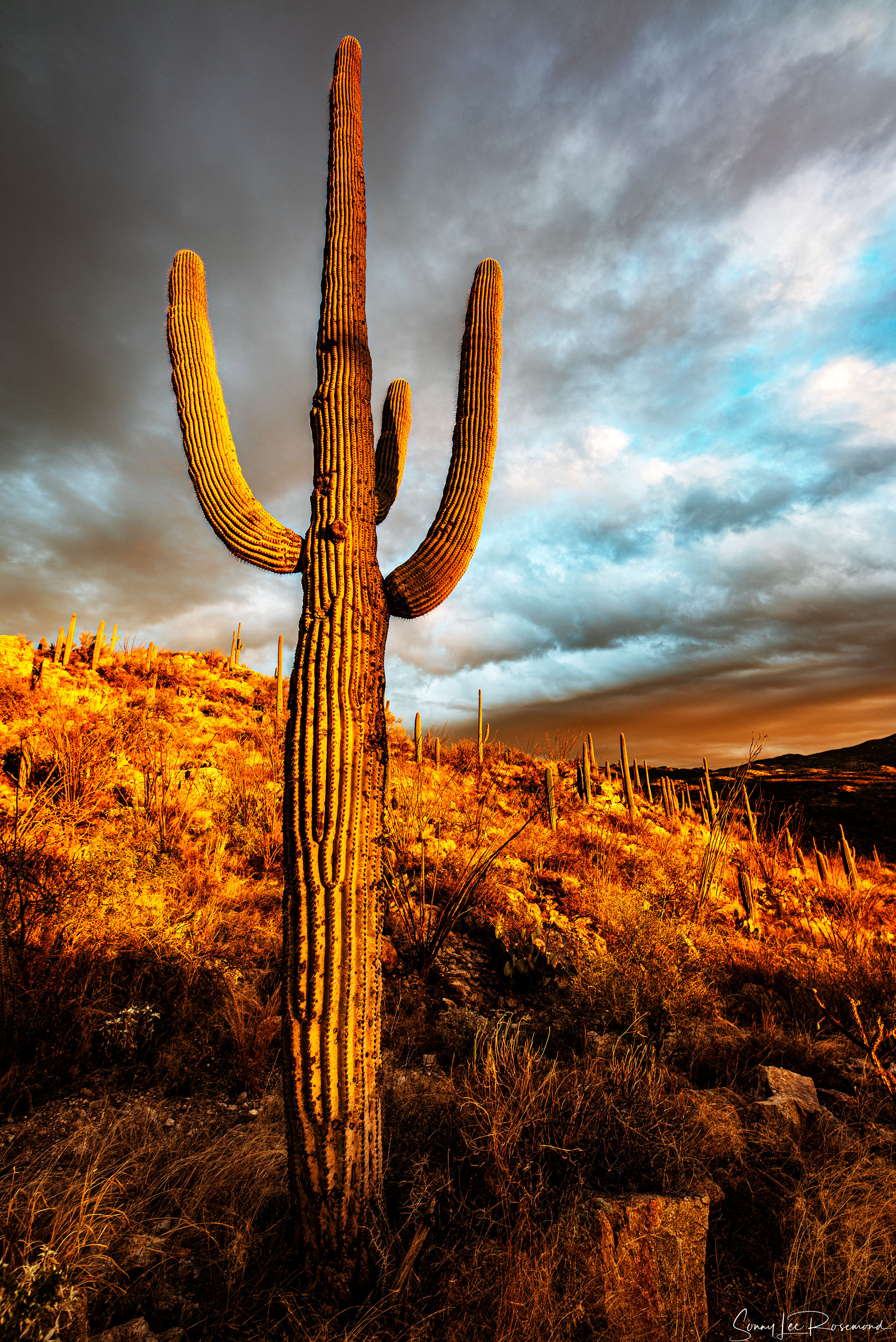 reddington_saguaro-1-1.jpg