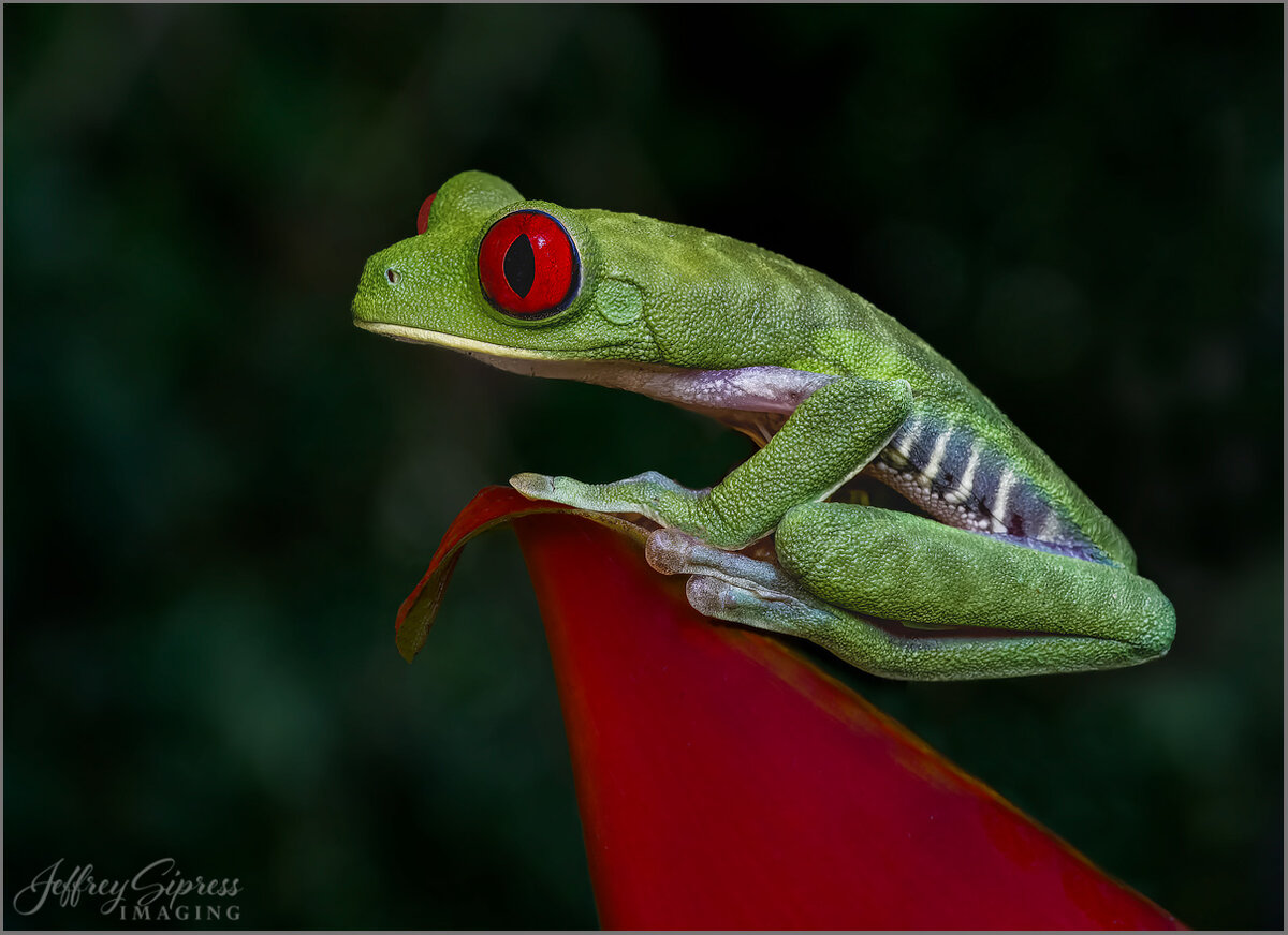 redeyefrog3.jpg
