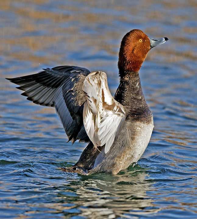 redhead flapping.jpg