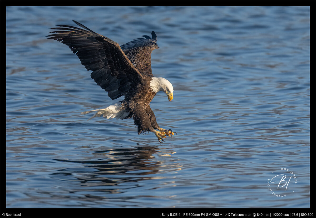 Redwing 013122-1758-Edit-Edit-Edit.jpg