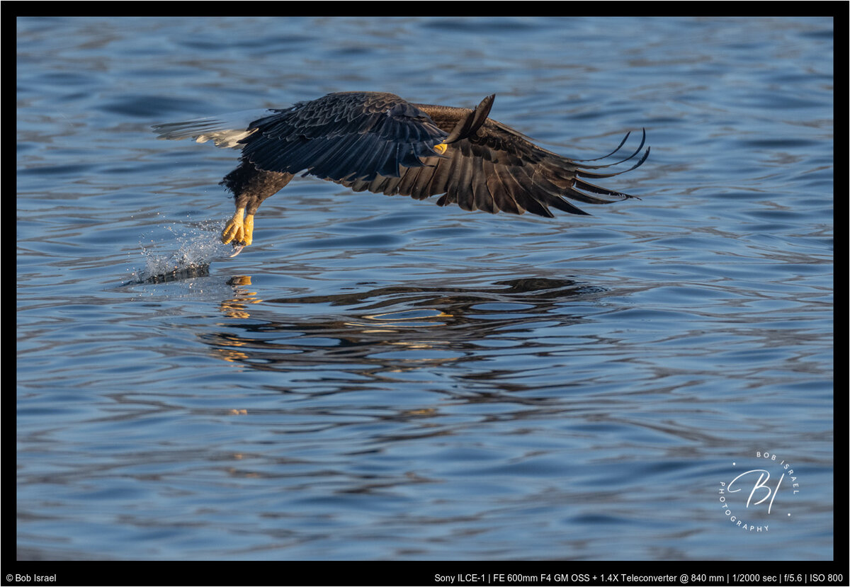 Redwing 013122-1924-Edit.jpg