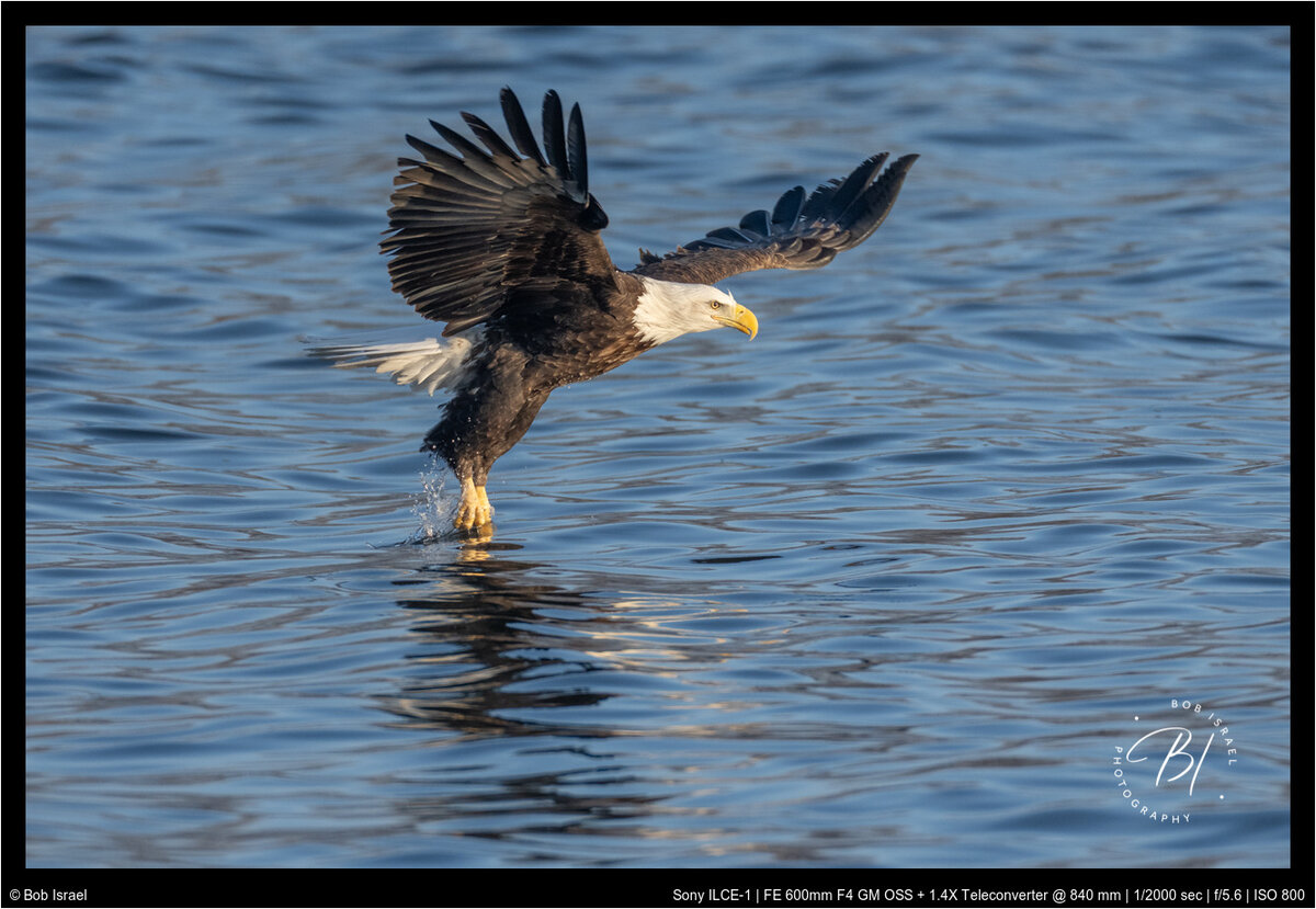 Redwing 013122-3144-Edit.jpg