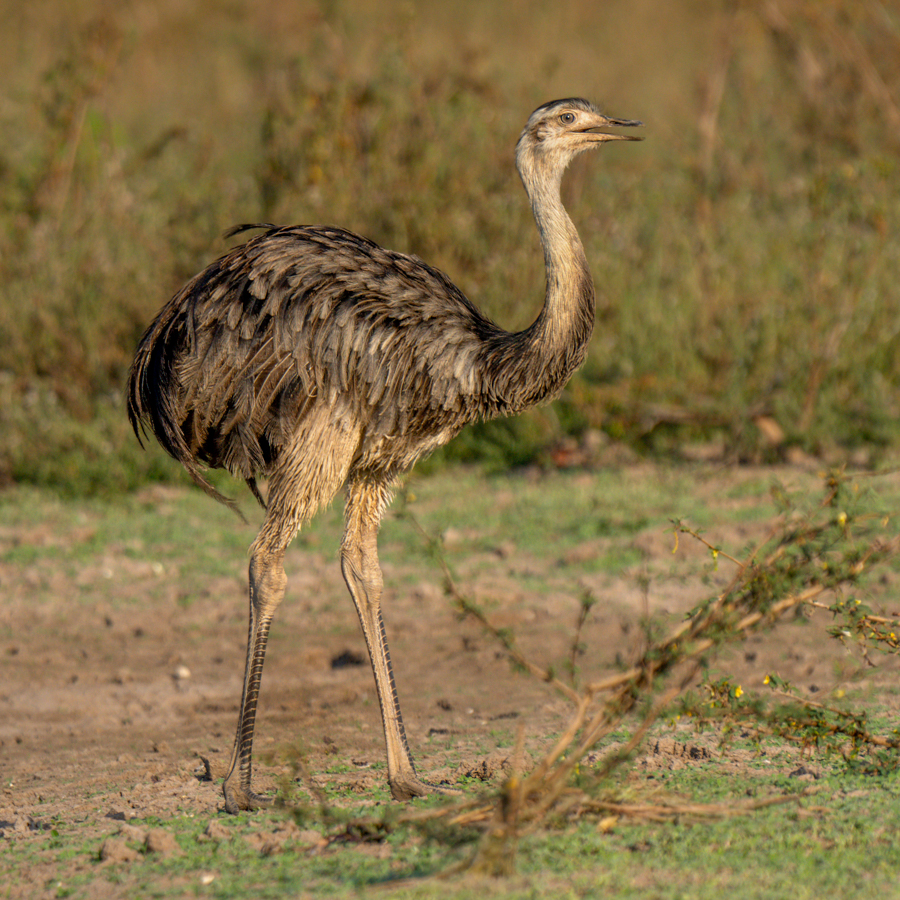Rhea 03442-Edit.jpg