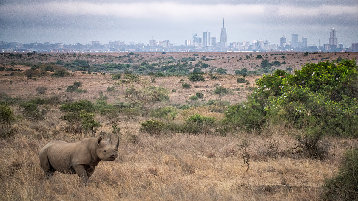 rhino-cityscape-blended16-9sharpnoise.jpg