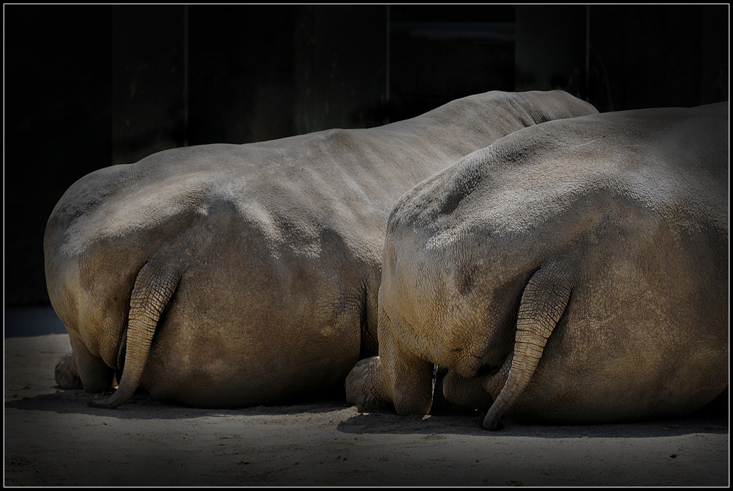 Rhino Rumps.jpg